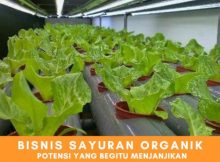 Potensi Menjanjikan Menekuni Bisnis Sayuran Organik