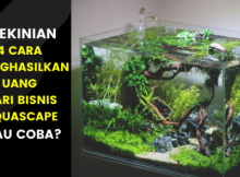 cara menghasilkan uang dari bisnis aquascape