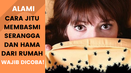 Cara Membasmi Serangga Dari Rumah