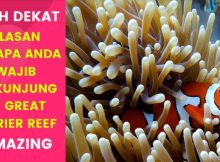 Alasan Kenapa Anda Wajib Mengunjungi Great Barrier Reef