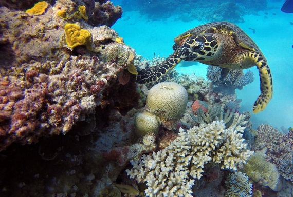 Ekosistem laut di Great Barrier Reef yang menakjubkan